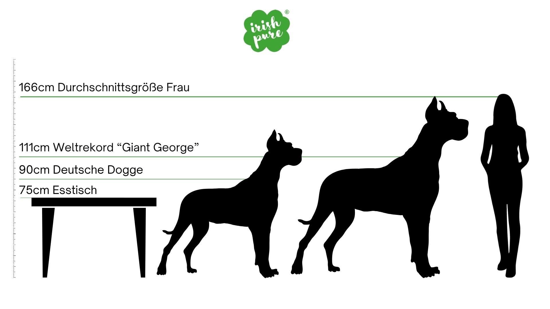 Größenvergleich zwischen Esstisch, Deutscher Dogge, Weltrekord-Hund „Giant George“ und einer durchschnittlich großen Frau