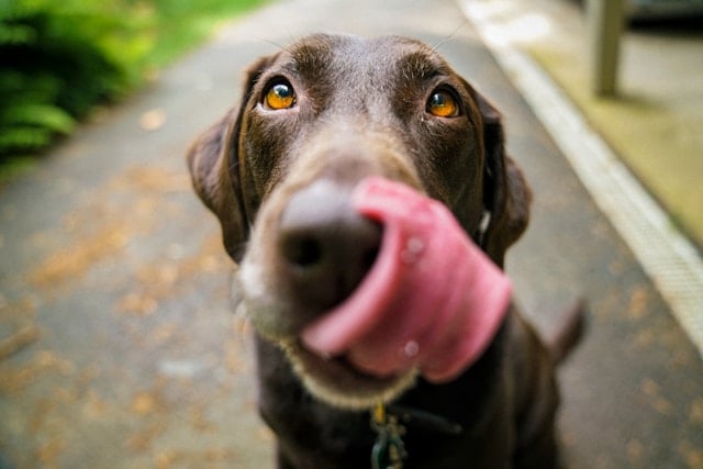 Brauner Labrador mit leuchtend bernsteinfarbenen Augen, der sich genüsslich über die Nase leckt. Der Hund steht auf einem gepflasterten Weg im Grünen.
