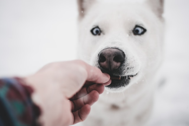 Weißer Hund mit blauen Augen, dem ein Mensch eine Belohnung hinhält.