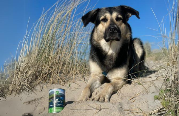 Die besten Tipps für heiße Sommertage mit deinem Hund