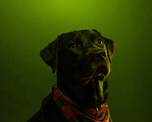 Schwarzer Labrador mit rot-grünem Bandana vor grünem Hintergrund – Symbolbild zu „was dürfen Hunde nicht essen“.