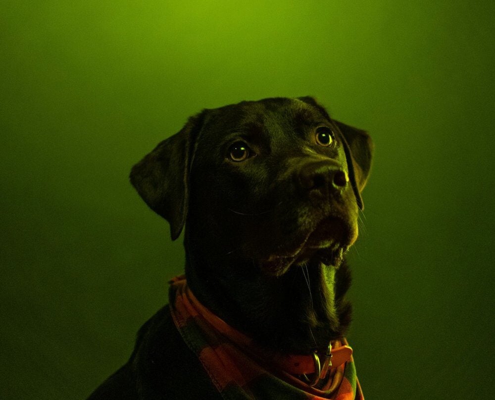 Schwarzer Labrador mit rot-grünem Bandana vor grünem Hintergrund – Symbolbild zu „was dürfen Hunde nicht essen“.