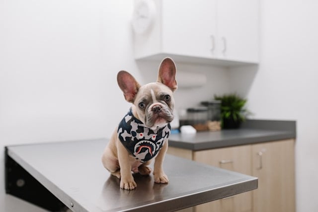 Französische Bulldogge sitzt auf einem Untersuchungstisch in einer modernen Tierarztpraxis, trägt ein Halstuch mit Pfotenmuster; Tierarztbesuch wegen Arthrose-Untersuchung.