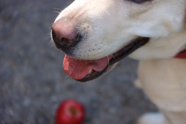 Nahaufnahme eines hellen Hundes mit leicht geöffneter Schnauze und einem roten Apfel im Hintergrund auf einem grauen Boden, Symbol für die Frage: „Dürfen Hunde Äpfel essen?“
