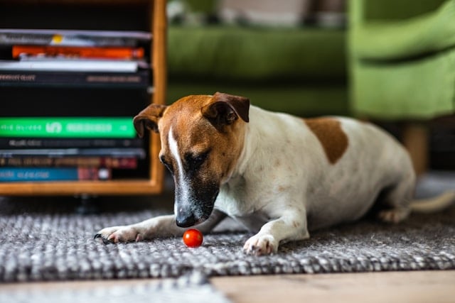 dürfen hunde tomaten essen: Ein kleiner braun-weißer Jack Russell Terrier liegt aufmerksam vor einer einzelnen roten Cocktailtomate auf einem grauen Teppich und betrachtet sie neugierig.