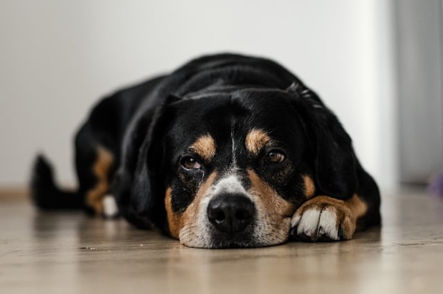 Hund mit besorgtem Blick liegt auf dem Boden – möglicherweise betroffen von Futtermittelallergie.
