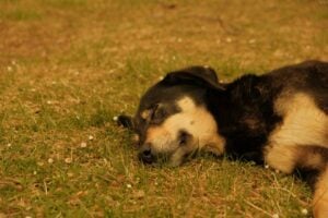 Kleiner schwarz-beiger Hund liegt erschöpft und zitternd im Gras, mit geschlossenen Augen und angestrengtem Gesichtsausdruck – Anzeichen von Stress oder körperlichem Unwohlsein.