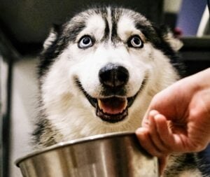 Aufgeregter Husky mit strahlenden Augen wartet freudig auf eine Schüssel, die ihm von einer Hand gereicht wird – symbolisiert Vorfreude auf artgerechte Ernährung wie griechischen Joghurt für Hunde.