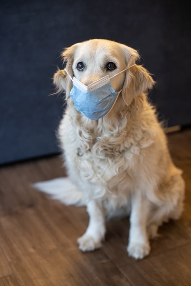 Golden Retriever mit medizinischer Gesichtsmaske als humorvolle Darstellung zum Thema "Hund frisst Kot" und mögliche hygienische Maßnahmen