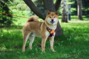 Akita Inu mit orangefarbenem Geschirr steht angeleint auf einer grünen Wiese vor einem Baum und blickt freundlich in die Kamera.