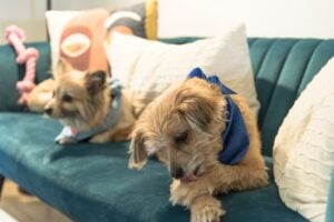Zwei kleine Hunde auf einem Sofa; der vordere Hund kratzt sich und leckt seine Pfote, der hintere Hund liegt entspannt im Hintergrund.