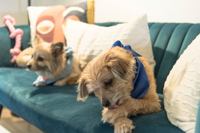 Zwei kleine Hunde auf einem Sofa; der vordere Hund kratzt sich und leckt seine Pfote, der hintere Hund liegt entspannt im Hintergrund.
