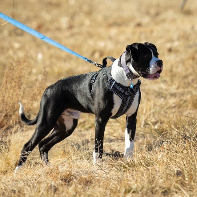 Muskulöser Boxer mit schwarzem und weißem Fell steht an blauer Leine auf einem trockenen Feld und blickt aufmerksam zur Seite.