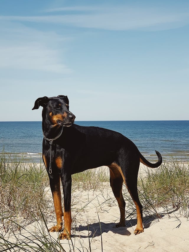 Dobermann mit natürlichen Ohren und schwarzem Fell steht aufrecht im Dünensand vor der Kulisse eines ruhigen Meeres bei klarem Himmel.