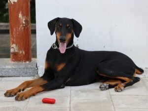 Dobermann mit schwarzem Fell und lohfarbenen Abzeichen liegt entspannt auf gefliestem Boden vor einer weißen Wand. Eine rote Wurst liegt vor seinen Pfoten.