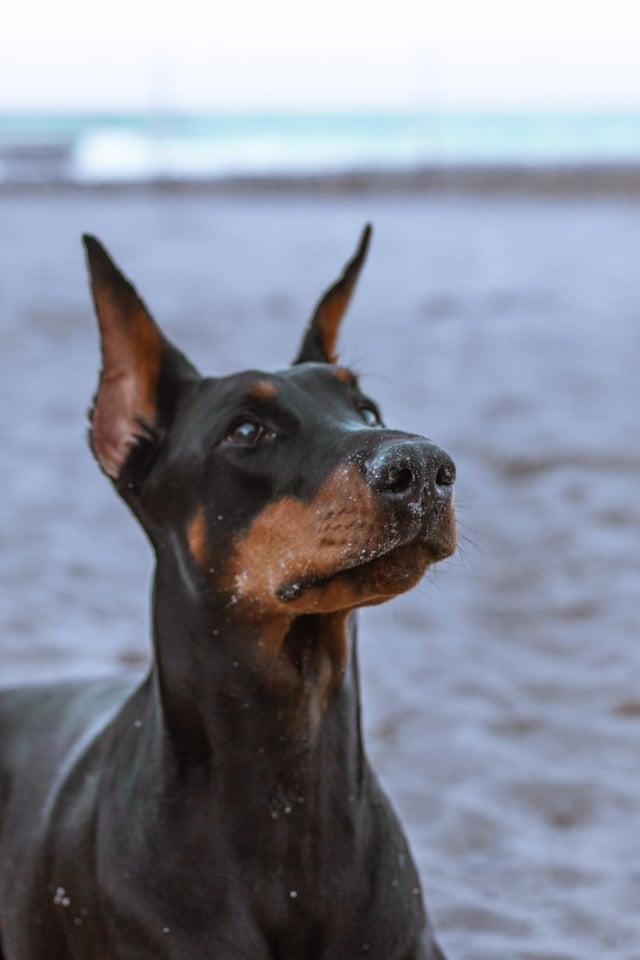 Dobermann mit kupierten Ohren und schwarzem Fell steht aufmerksam am Sandstrand, feine Sandkörner sind auf Schnauze und Brust erkennbar.