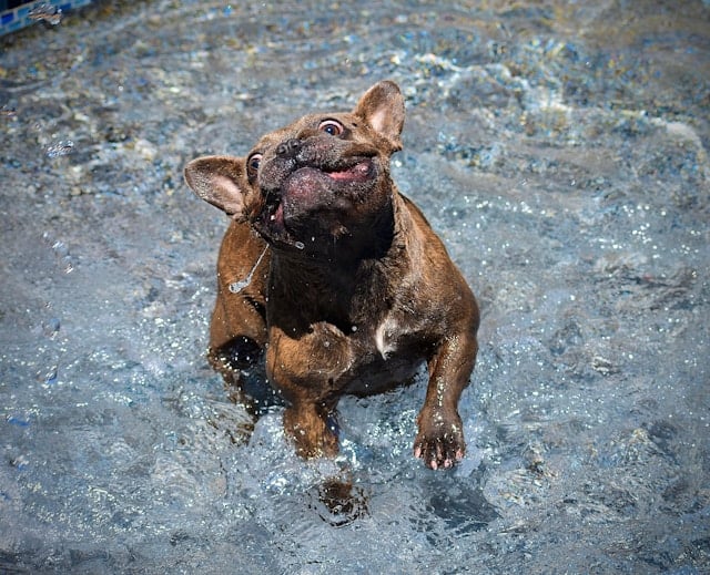Französische Bulldogge springt mit aufgerissenen Augen spielerisch durch seichtes Wasser und schaut dabei in die Luft.