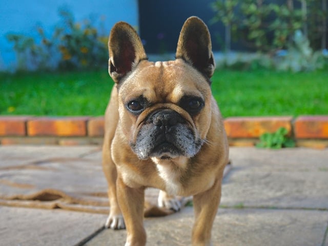 Französische Bulldogge mit hellbraunem Fell steht auf einer Terrasse und blickt ernst in die Kamera.