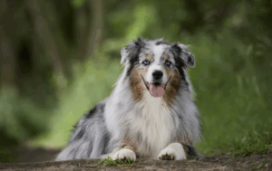 Australian Shepherd liegt wachsam auf einem Waldweg