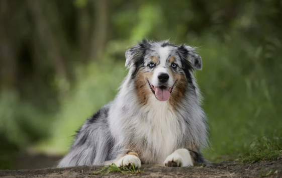 Australian Shepherd liegt wachsam auf einem Waldweg