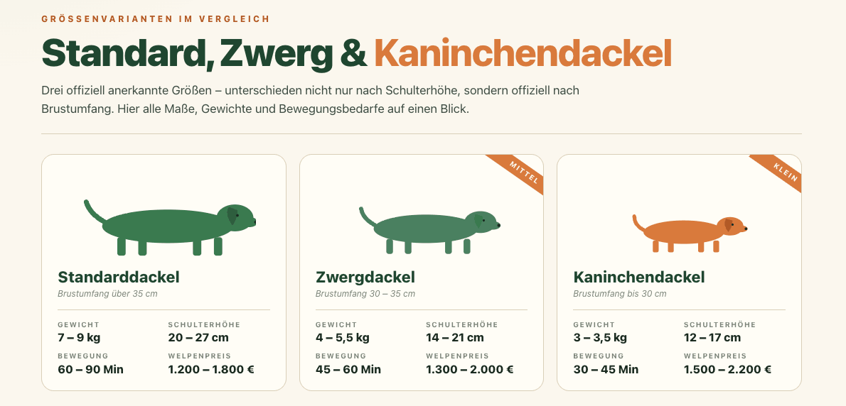 infografik zum Größenvergleich von Dackelvarianten