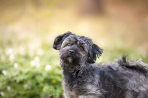 Kleiner, schwarz-grau melierter Affenpinscher mit zotteligem Fell steht im Profil in einer naturbelassenen Frühlingswiese und blickt aufmerksam in die Kamera.