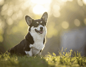 Lächelnder Welsh Corgi Pembroke sitzt im Gras bei Sonnenuntergang, mit leuchtendem Bokeh im Hintergrund.