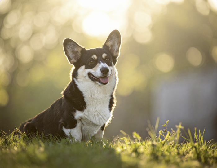 Lächelnder Welsh Corgi Pembroke sitzt im Gras bei Sonnenuntergang, mit leuchtendem Bokeh im Hintergrund.