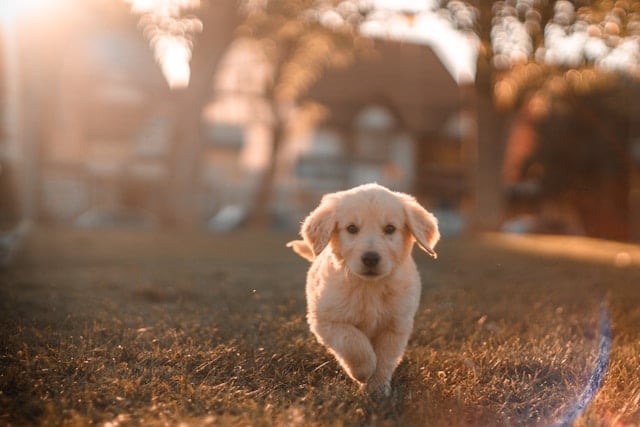 Golden Retriever-Welpe läuft über eine sonnige Wiese mit unscharfem Haus im Hintergrund