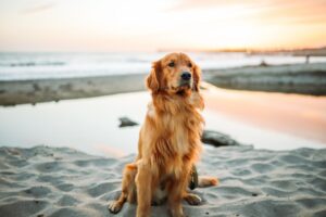 Golden Retriever sitzt aufmerksam am Sandstrand bei Sonnenuntergang mit Meer im Hintergrund