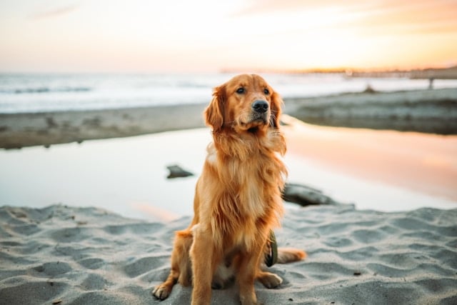 Golden Retriever sitzt aufmerksam am Sandstrand bei Sonnenuntergang mit Meer im Hintergrund