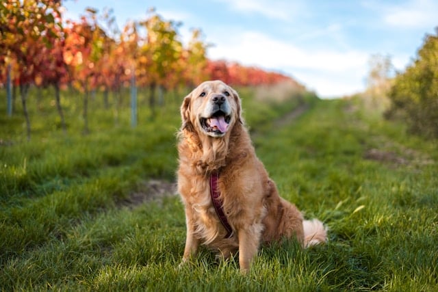 Älterer Golden Retriever sitzt entspannt auf einem grünen Feldweg zwischen herbstlich gefärbten Weinreben