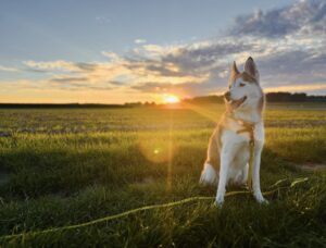 Siberian Husky sitzt mit gelber Leine auf einer Wiese und blickt in den Sonnenuntergang.