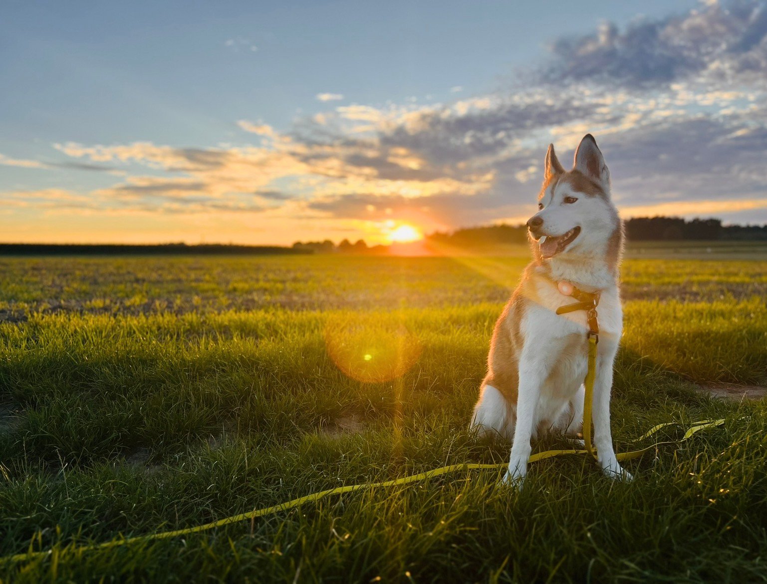 Siberian Husky sitzt mit gelber Leine auf einer Wiese und blickt in den Sonnenuntergang.