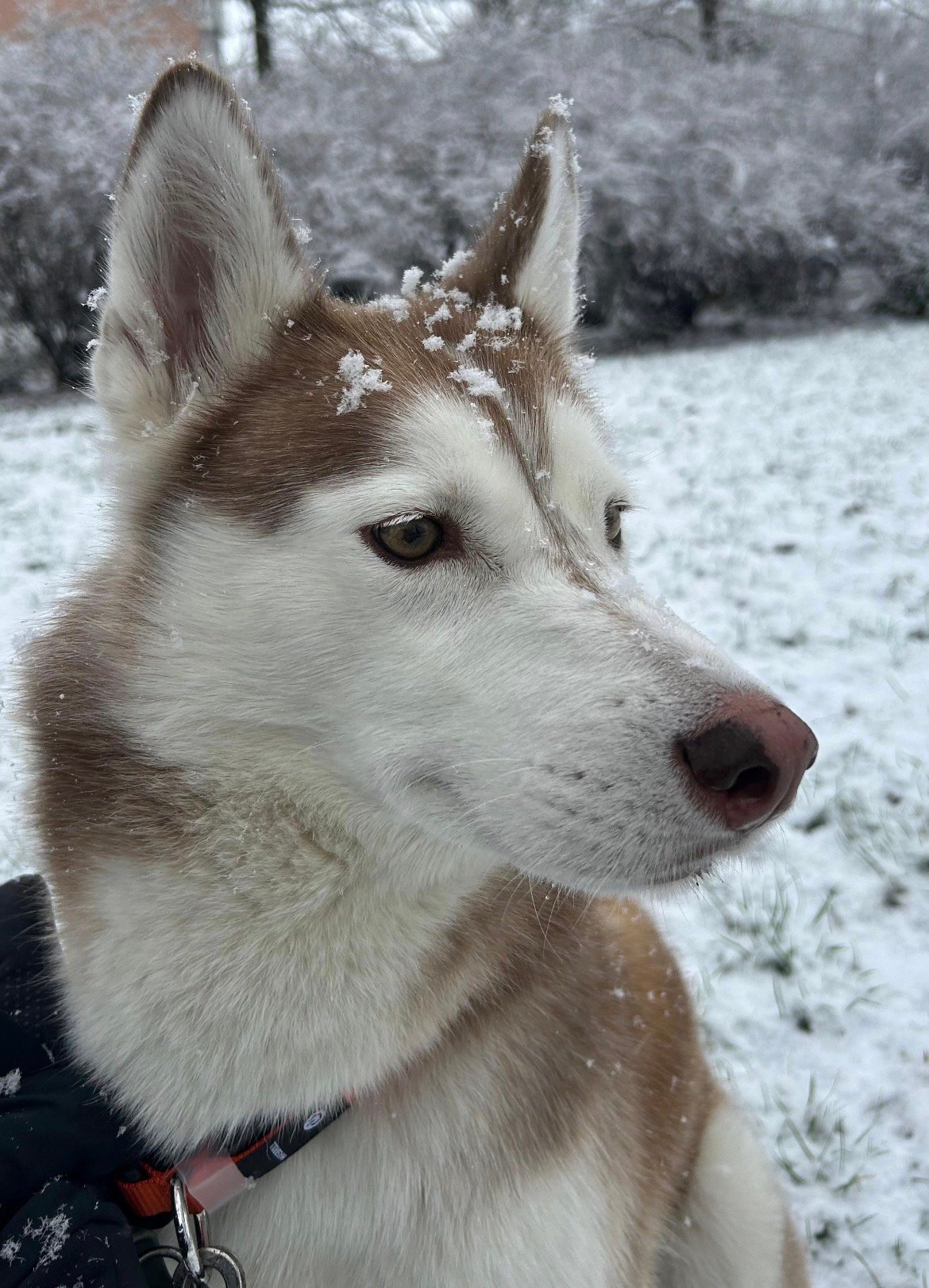 Nahaufnahme eines Siberian Huskys mit Schneeflocken im Fell vor winterlicher Kulisse.