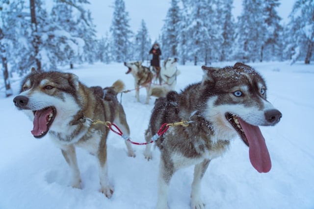 Mehrere Siberian Huskys ziehen ein Hundeschlitten-Gespann durch verschneiten Wald.