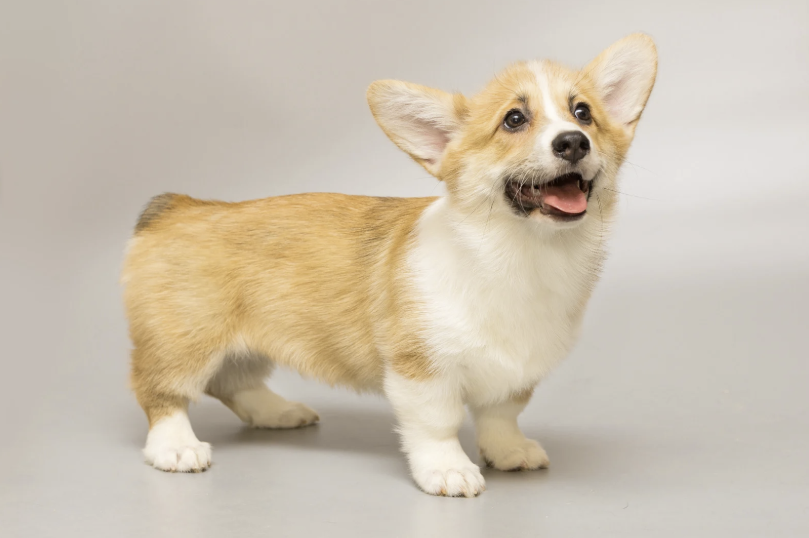 Fröhlicher Corgi-Welpe mit hellbraun-weißem Fell steht auf hellem Hintergrund und blickt nach oben.