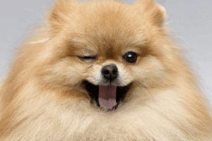 Zwergspitz mit flauschigem, hellbraunem Fell, der zwinkert und das Maul weit geöffnet hat