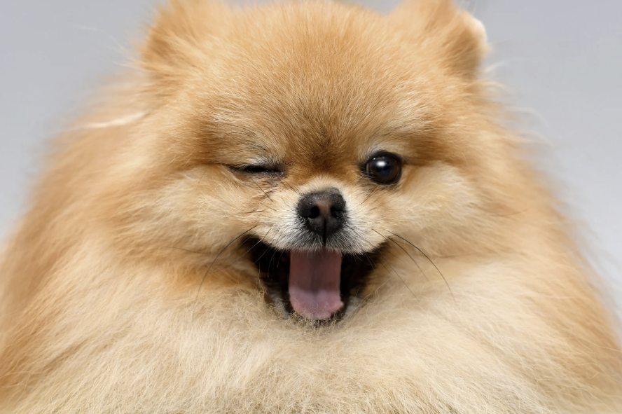 Zwergspitz mit flauschigem, hellbraunem Fell, der zwinkert und das Maul weit geöffnet hat