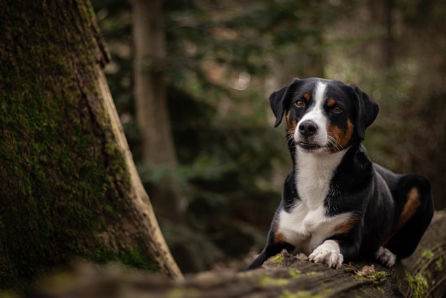 Appenzeller Sennenhund liegt aufmerksam auf einem moosbedeckten Baumstamm im Wald.