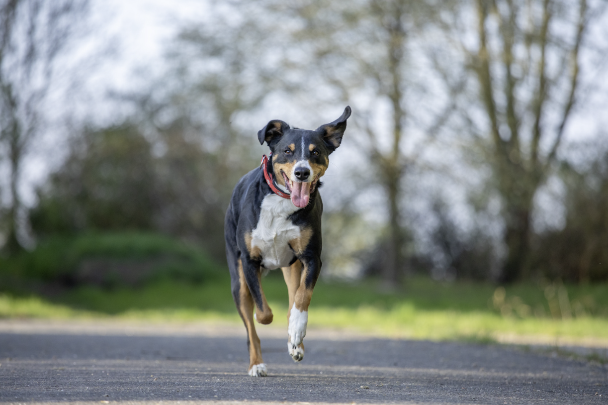 Appenzeller Sennenhund mit rotem Halsband läuft fröhlich auf einem Weg durch eine grüne Landschaft.