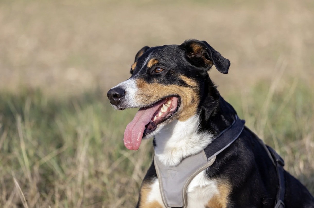 Appenzeller Sennenhund mit geöffnetem Maul und herausgestreckter Zunge sitzt mit Geschirr auf einer Wiese.