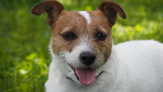 Porträt eines fröhlichen Jack Russell Terriers mit heraushängender Zunge auf einer grünen Wiese
