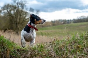 Jack Russell Terrier mit rotem Halsband steht aufmerksam im hohen Gras vor einer hügeligen Landschaft
