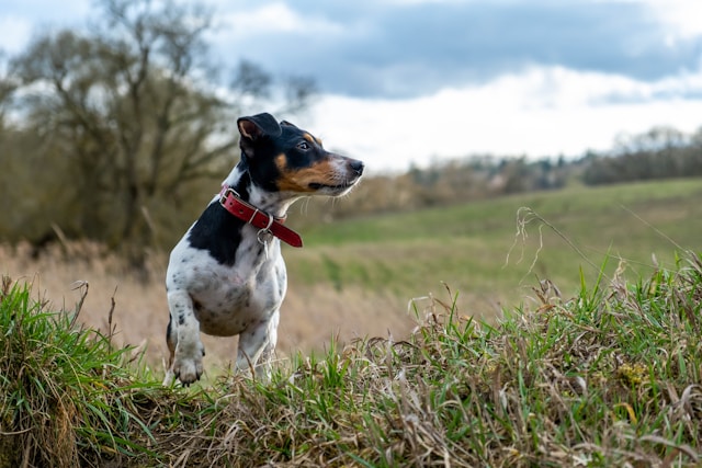 Jack Russell Terrier mit rotem Halsband steht aufmerksam im hohen Gras vor einer hügeligen Landschaft