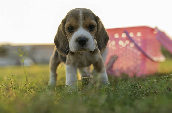 Beagle-Welpe läuft über grünes Gras, im Hintergrund pinke Transportbox