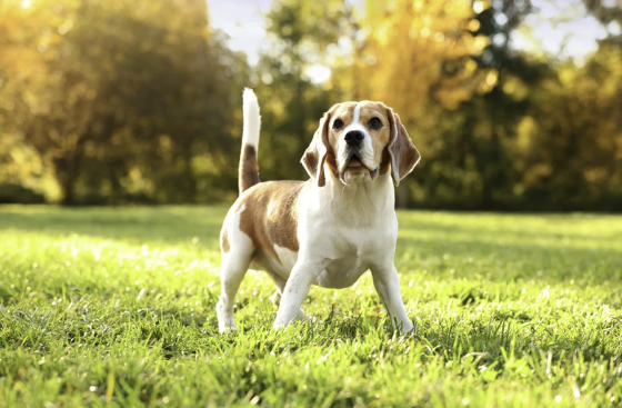 Beagle steht aufmerksam auf grüner Wiese im Park mit Herbstbäumen im Hintergrund