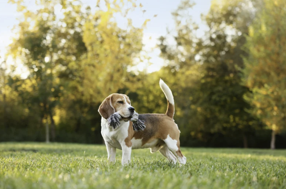 Beagle steht mit Stoffspielzeug im Maul auf grüner Wiese im Park