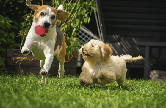Beagle läuft mit rotem Ball im Maul neben kleinem Mischlingshund auf Rasen