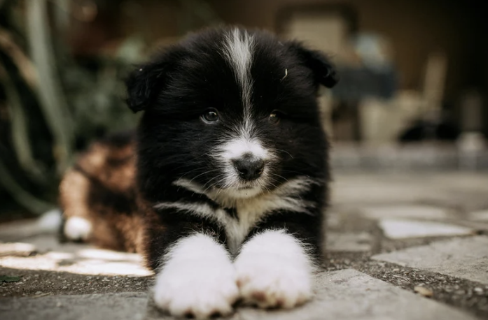 chwarz-weißer Border-Collie-Welpe liegt auf Steinboden und blickt ruhig in die Kamera